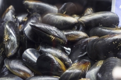 Black-Lip-Mussels