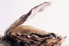 Lease-65-oyster-single