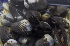 Sydney-Cockles